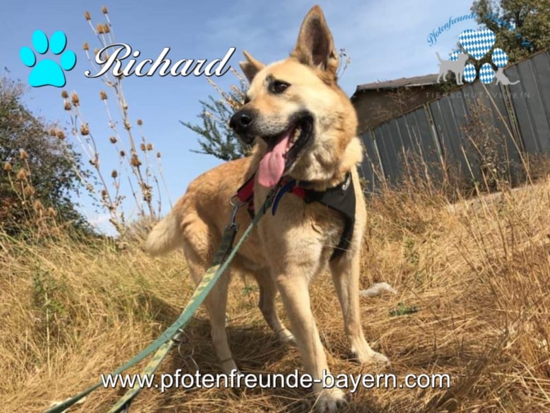 Richard - Kämpfer mit großem Herz