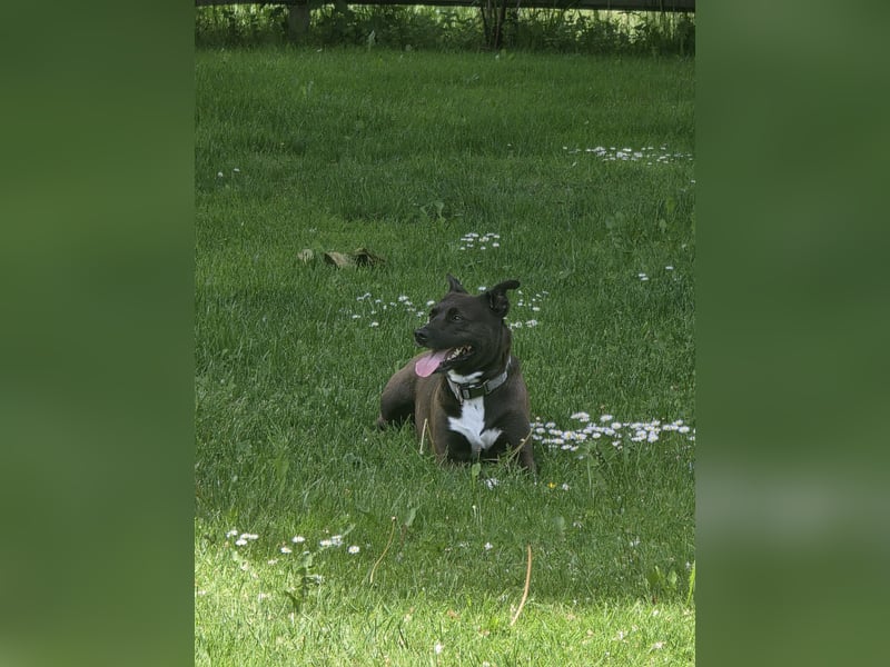 Mischlingshündin 6 Jahre