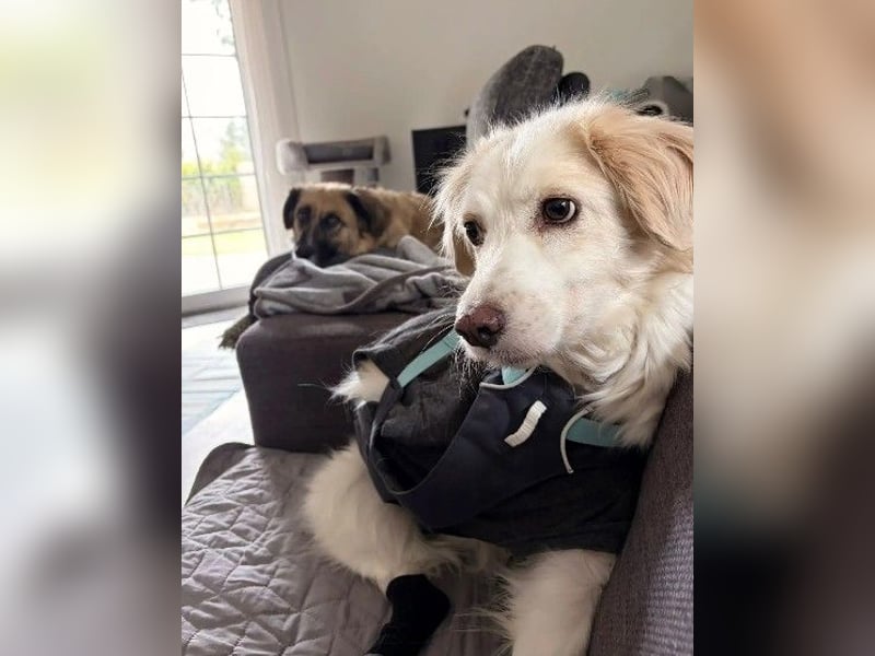 ANCA - sanfte, unsichere Hündin sucht liebevolles Zuhause