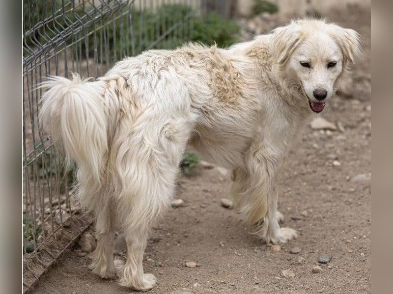 ANCA - sanfte, unsichere Hündin sucht liebevolles Zuhause