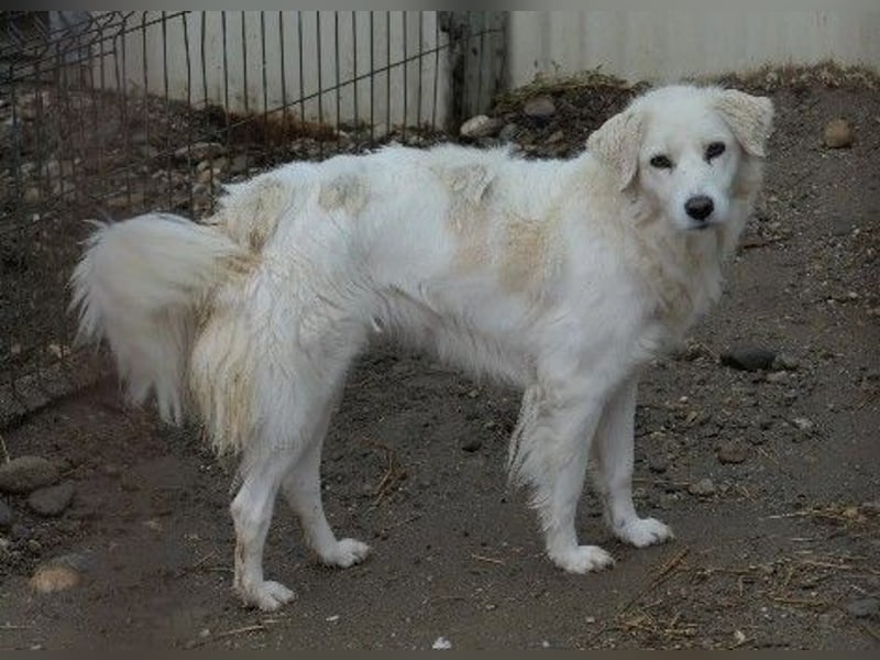 ANCA - sanfte, unsichere Hündin sucht liebevolles Zuhause