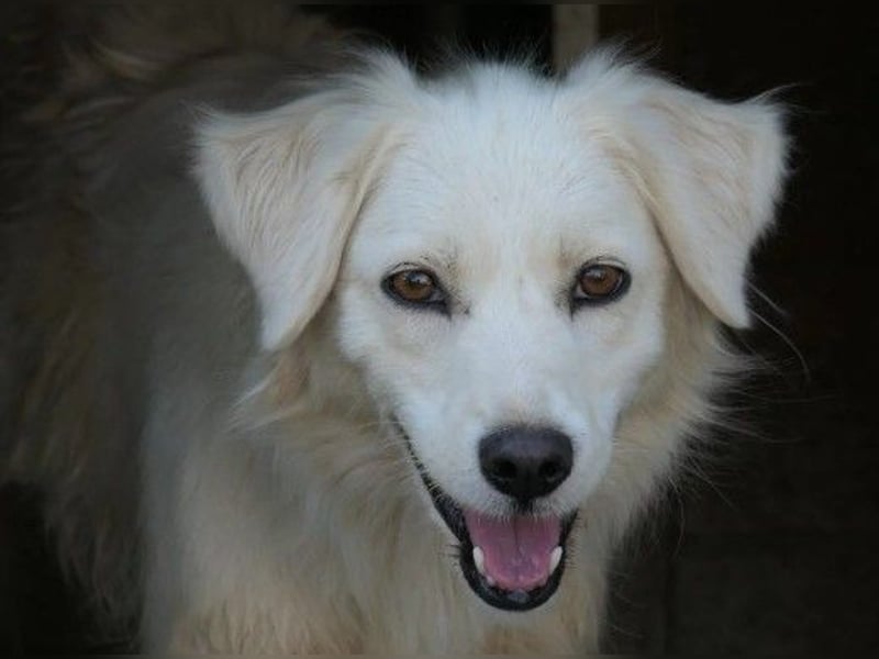 ANCA - sanfte, unsichere Hündin sucht liebevolles Zuhause