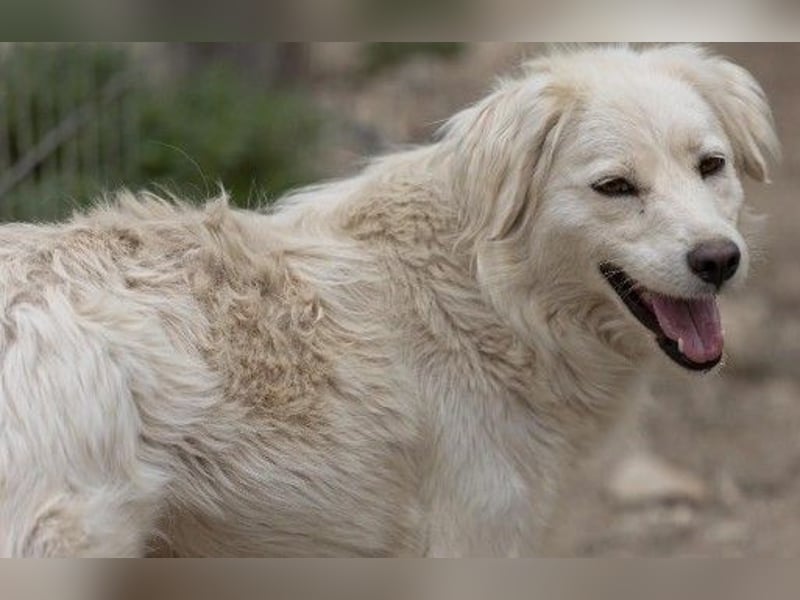 ANCA - sanfte, unsichere Hündin sucht liebevolles Zuhause