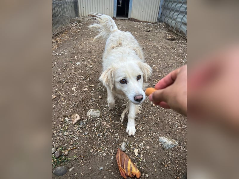 Anca- Handicap Hündin sucht Familie