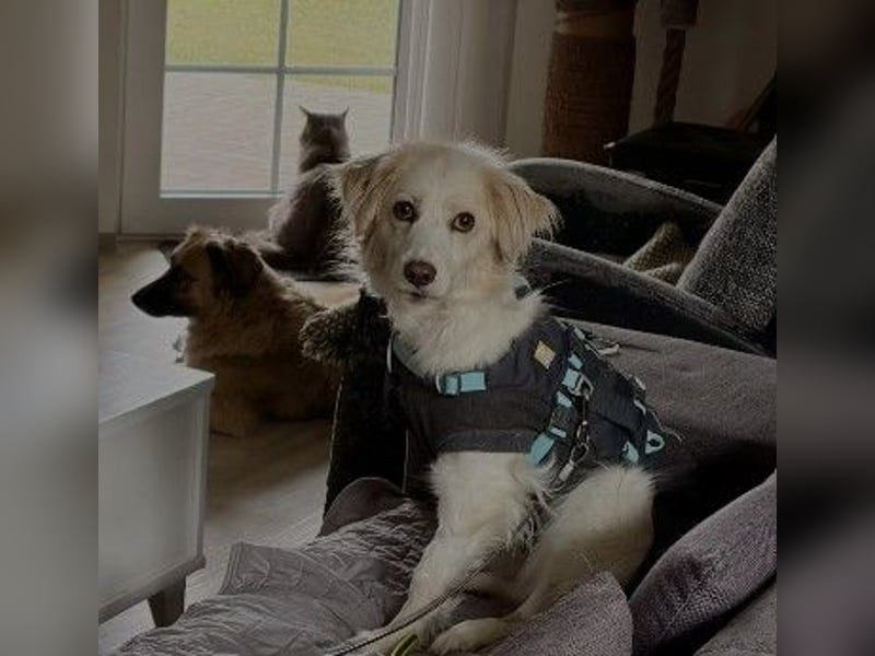 ANCA - sanfte, unsichere Hündin sucht liebevolles Zuhause