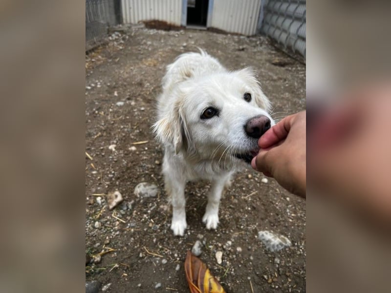 ANCA - sanfte, unsichere Hündin sucht liebevolles Zuhause
