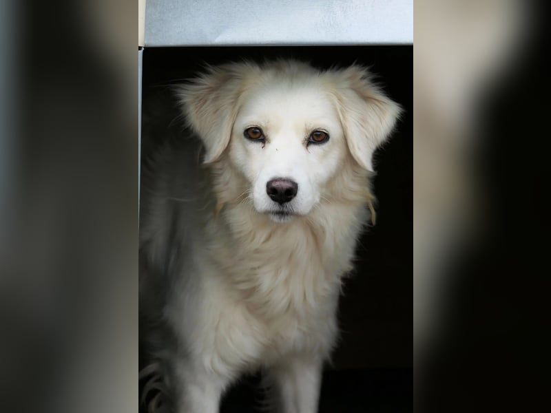 ANCA - sanfte, unsichere Kuschelmaus sucht geduldiges Zuhause