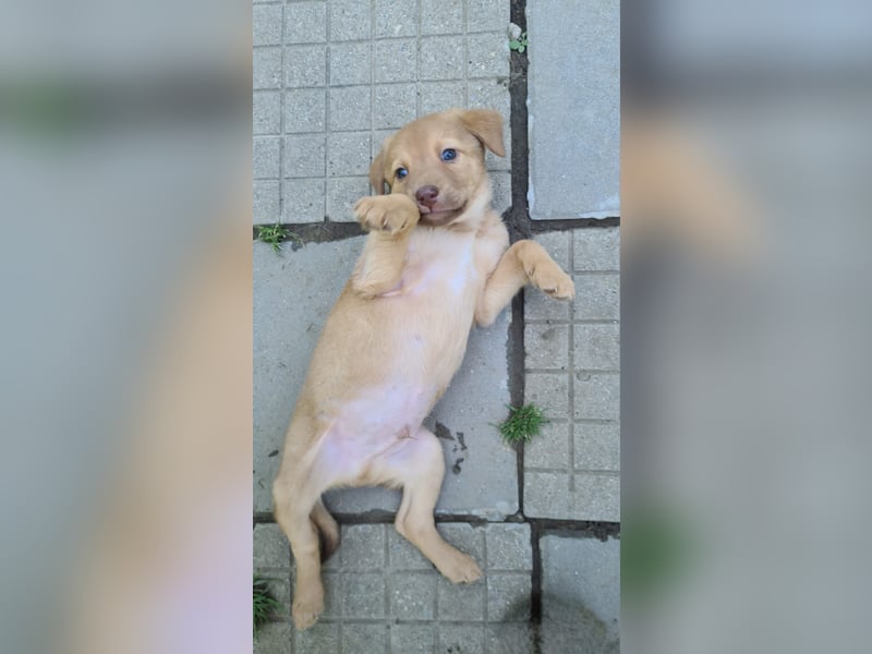 Doggy