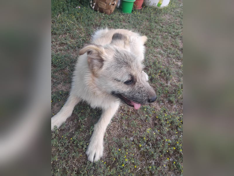 Koki
