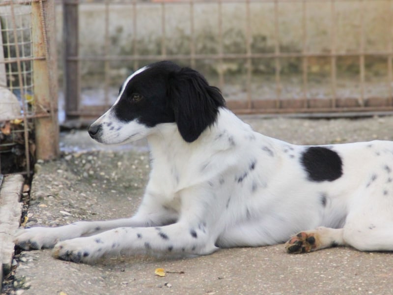 Sanfte und verschmuste IRNEA sucht ihr Kuschelkörbchen für Immer