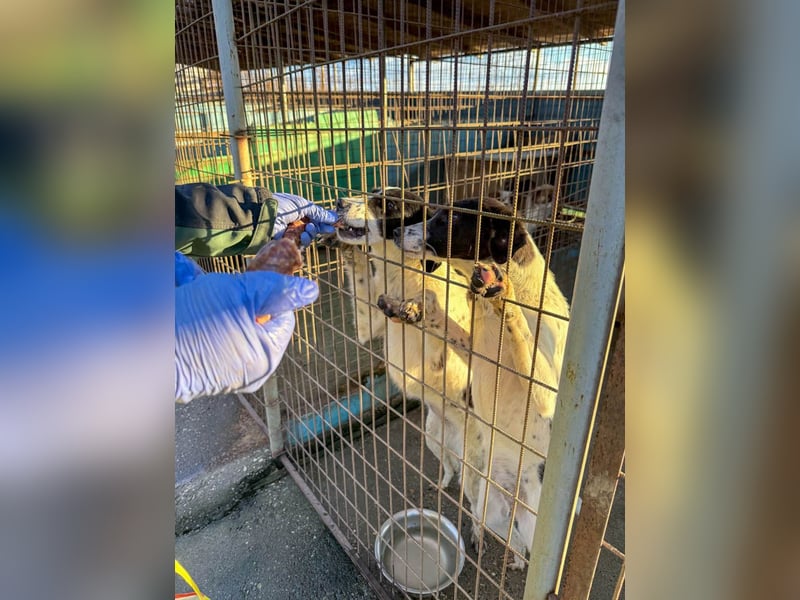 Fröhlicher Traumprinz ILIAS möchte dich verzaubern