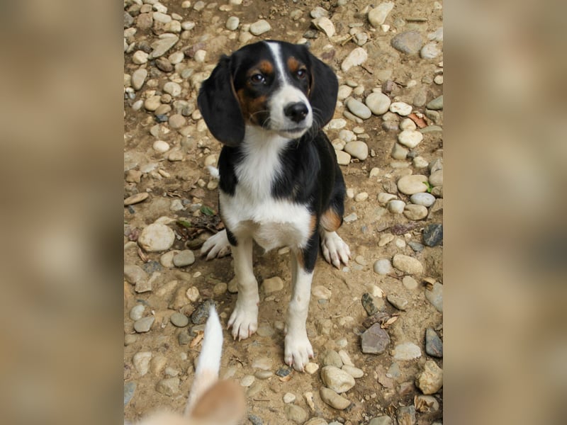 Zuckersüße LOARA - wer bringt ihre Augen zum strahlen? Zuckersüße LOARA - wer bringt ihre Augen zum strahlen?