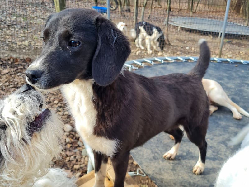 Aufgepasst - hier ist die charmante Traumhündin FLAVIA