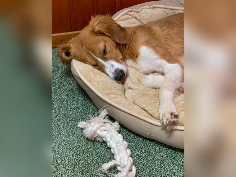 Zurückhaltende MILEY sucht geduldiges Zuhause