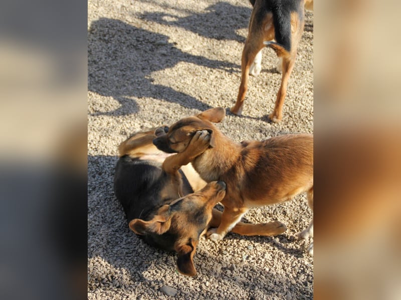 Sanfte und verschmuste FUTURE sucht ihr Kuschelkörbchen für Immer