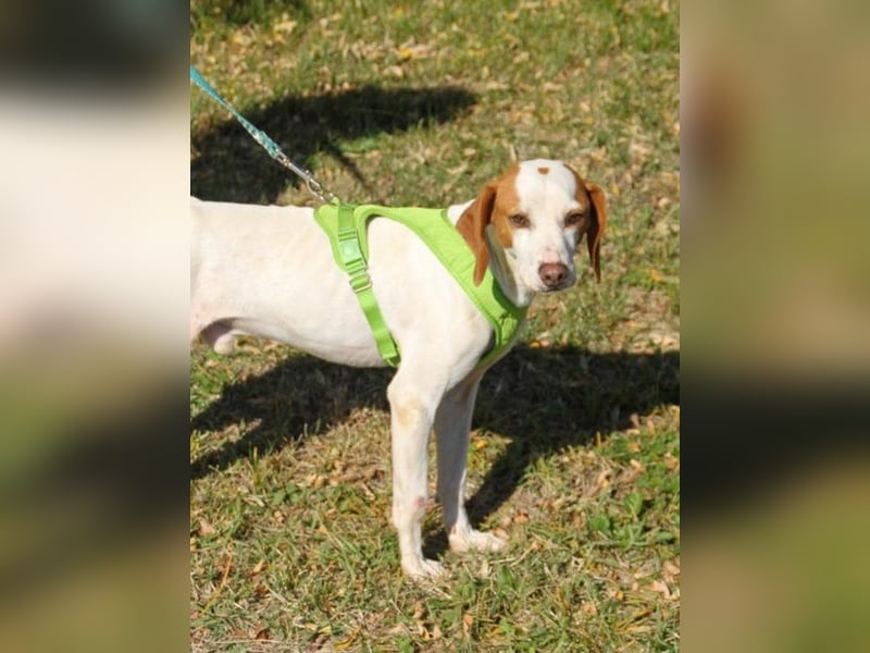 Hoppla - liebenswerter FICO möchte on tour gehen