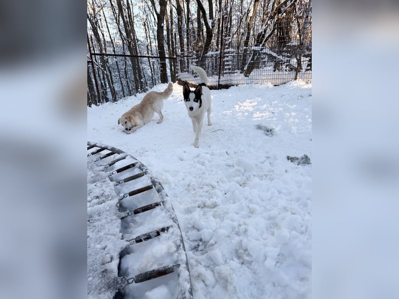 Hoppla - liebenswerter MAXIM möchte on tour gehen