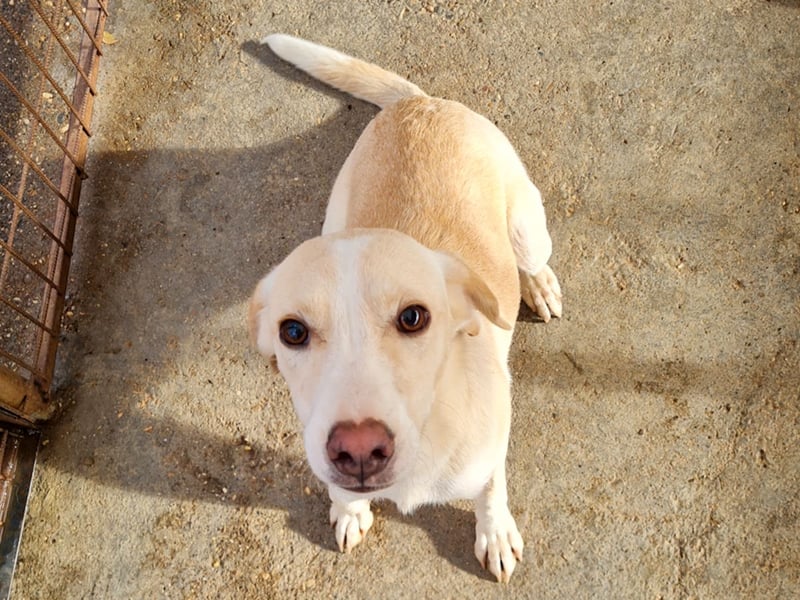 Bezaubernde MAGDALENA wäre gerne ein geliebtes Familienmitglied