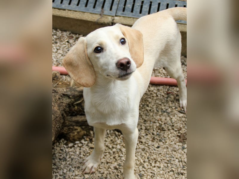 TIAGO - will Dich verzaubern TIAGO - will Dich verzaubern