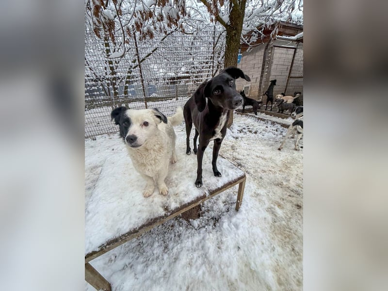 Kuscheln und Spielen im eigenen Zuhause, davon träumt die liebe IRMA