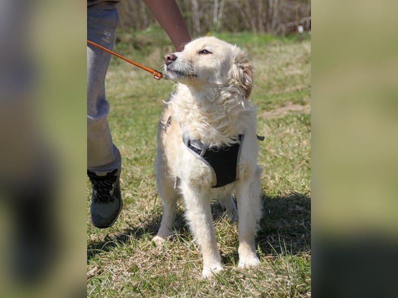 Bezaubernder MAXIM wäre gerne ein geliebtes Familienmitglied