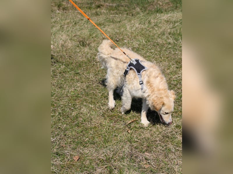 Bezaubernder MAXIM wäre gerne ein geliebtes Familienmitglied