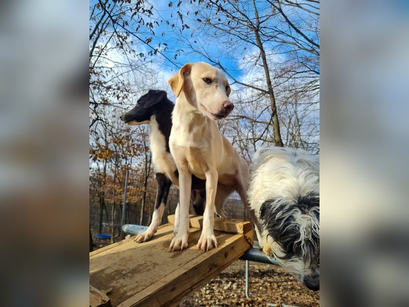 Bezaubernde MAGDALENA wäre gerne ein geliebtes Familienmitglied