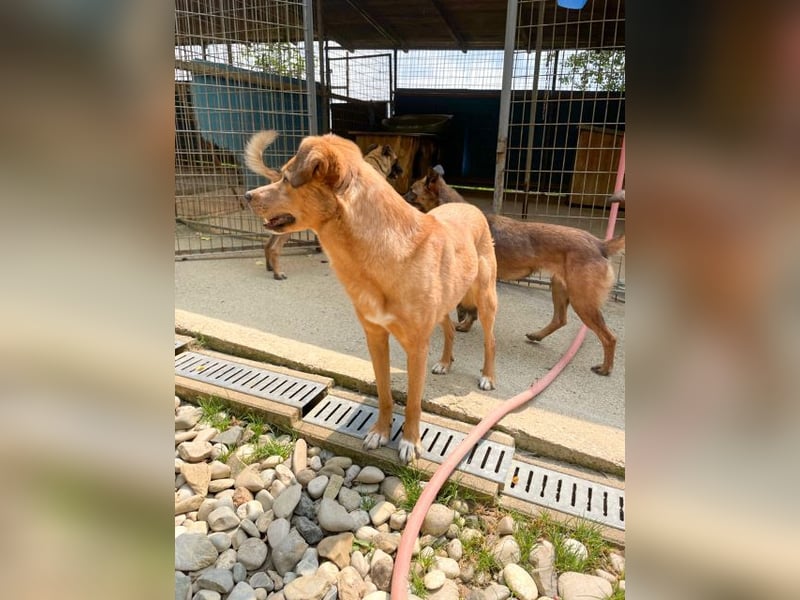 SVEN erfahrener friedlicher Hunderentner - sucht erfahrene Herzensmenschen