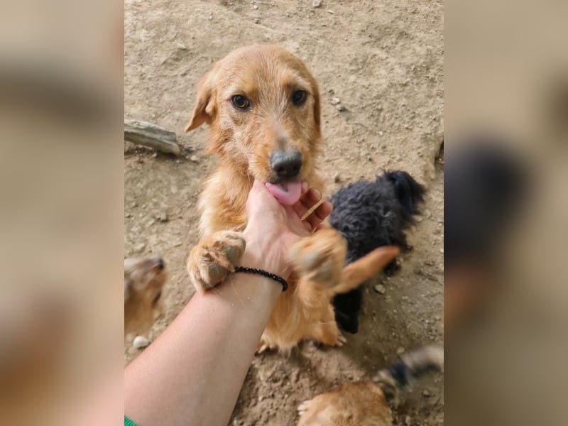 OLIVER - lustig, lebensfroh,  sozial - unser Traumbub !