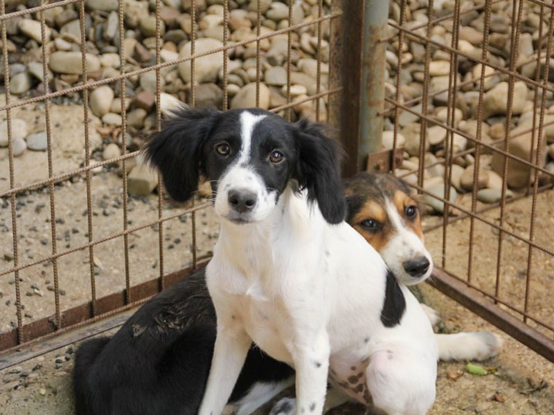 Sanfte und verschmuste IRNEA sucht ihr Kuschelkörbchen für Immer