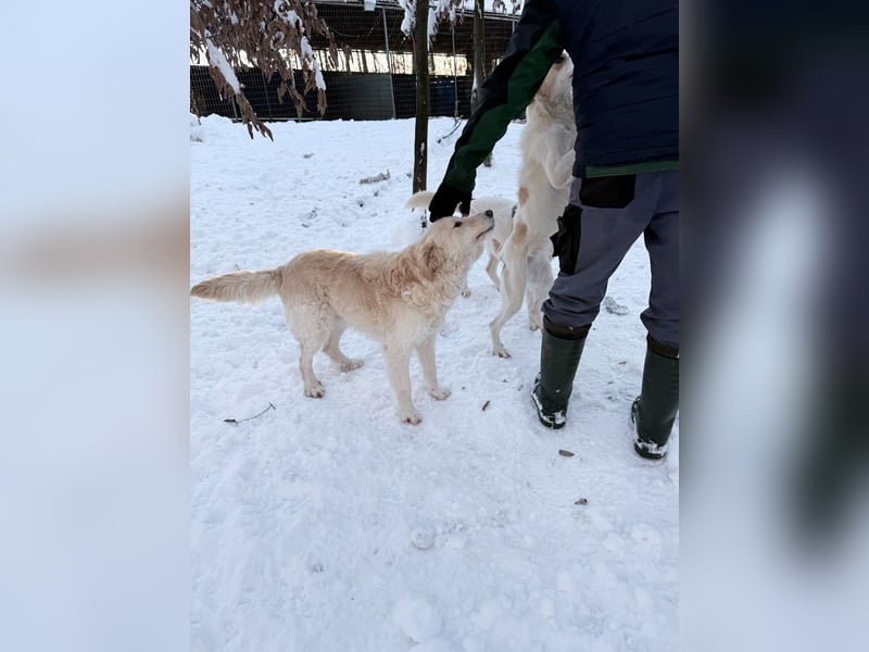 Hoppla - liebenswerter MAXIM möchte on tour gehen
