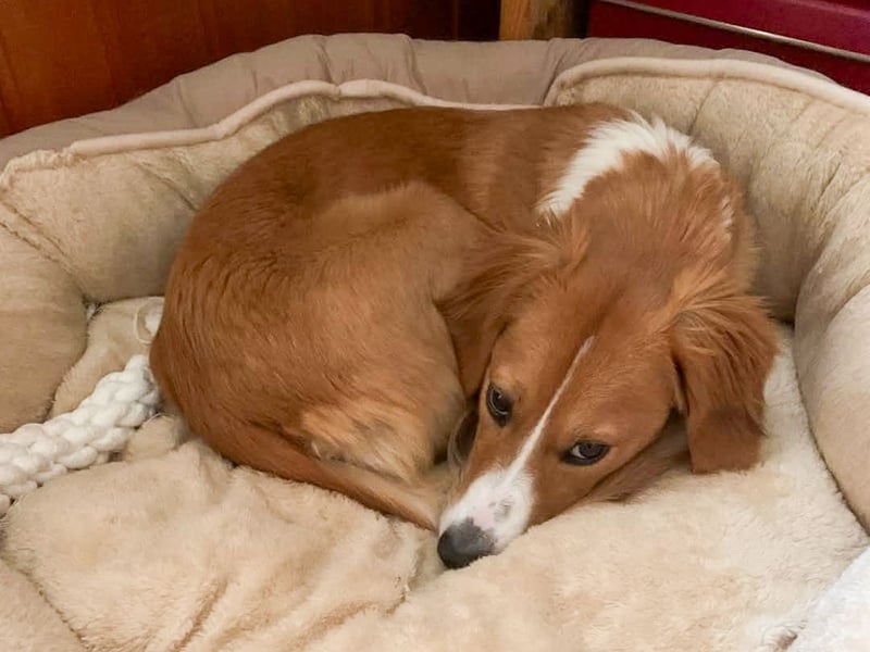 Zurückhaltende MILEY sucht geduldiges Zuhause