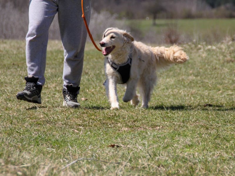 Bezaubernder MAXIM wäre gerne ein geliebtes Familienmitglied