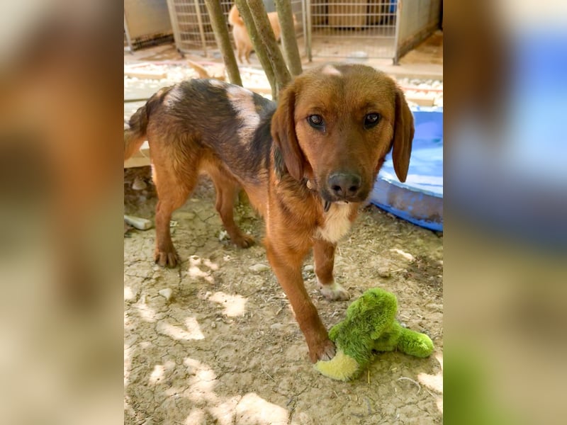 Zauberhafter DARIO - Herzenshund, Knutschkugel und Zuckerbub Zauberhafter DARIO - Herzenshund, Knutschkugel und Zuckerbub
