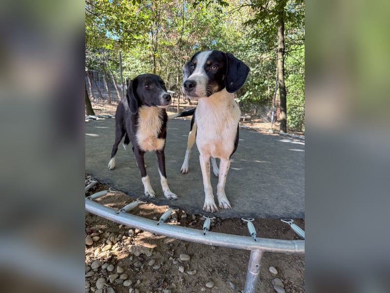 Aufgepasst - hier ist die charmante Traumhündin FLAVIA