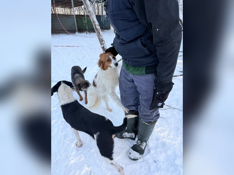 Halli-Hallo, ich FRIEDRICH, suche ein liebevolles Zuhause