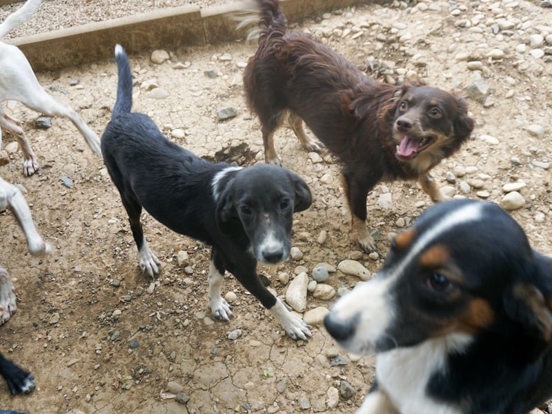 FLAVIA - wer bringt ihre Augen zum strahlen?