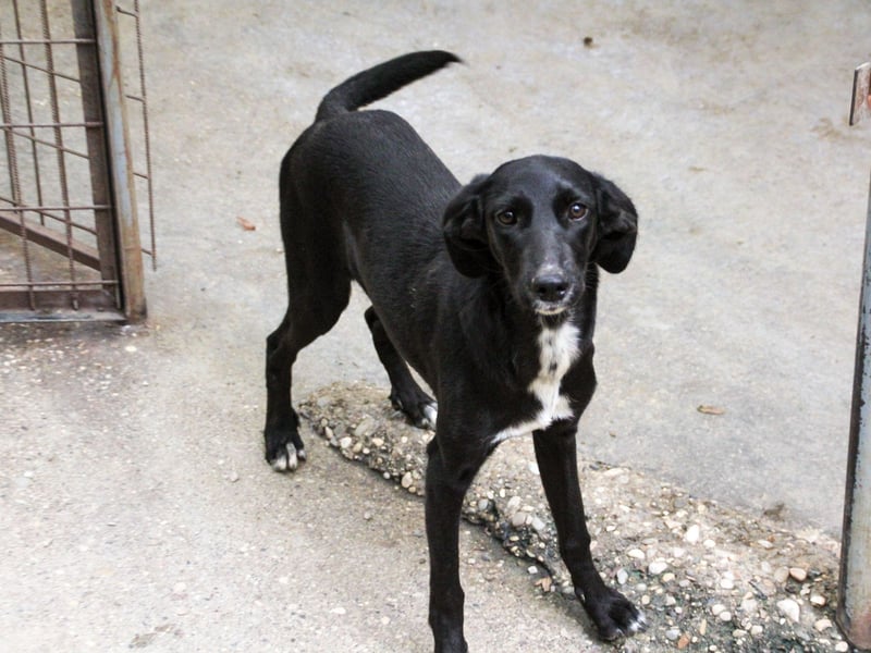 Zuckersüße IRMA ist ein Engel auf 4 Pfoten Zuckersüße IRMA ist ein Engel auf 4 Pfoten