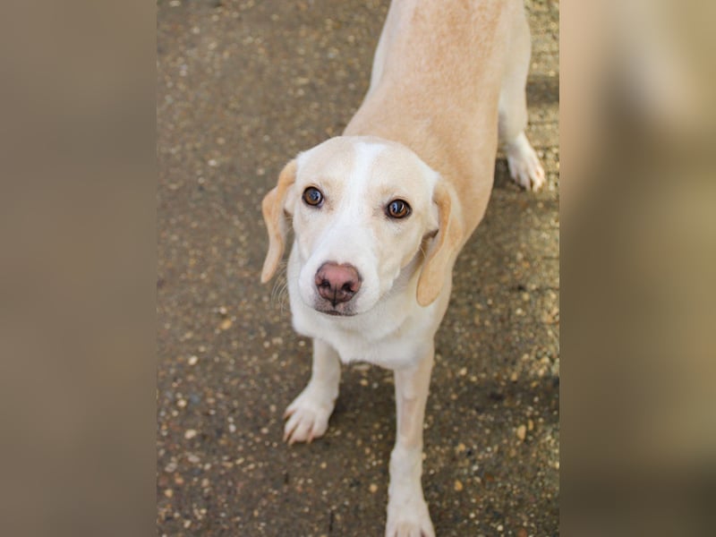 Bezaubernde MAGDALENA wäre gerne ein geliebtes Familienmitglied