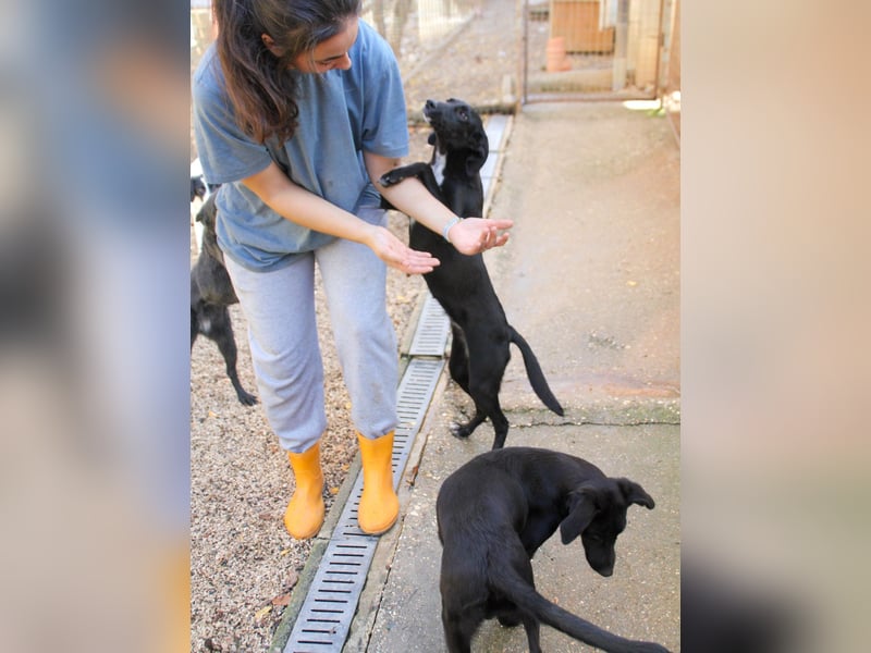 Bäuchleinkrauler gesucht für zuckersüße IRMA gesucht !