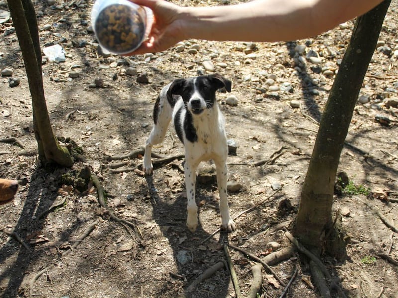Halli-Hallo, ich bin der zuckersüße ILIAS und suche ein liebevolles Zuhause