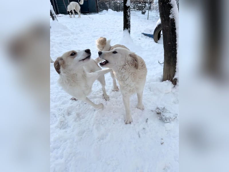 Hundeprinz MAXIM ist auf der Suche nach seinem eigenen Reich