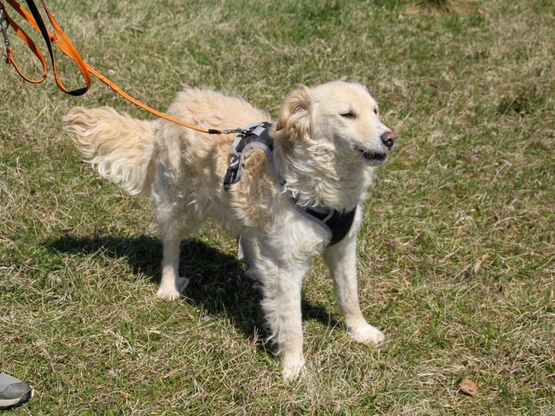 Bezaubernder MAXIM wäre gerne ein geliebtes Familienmitglied