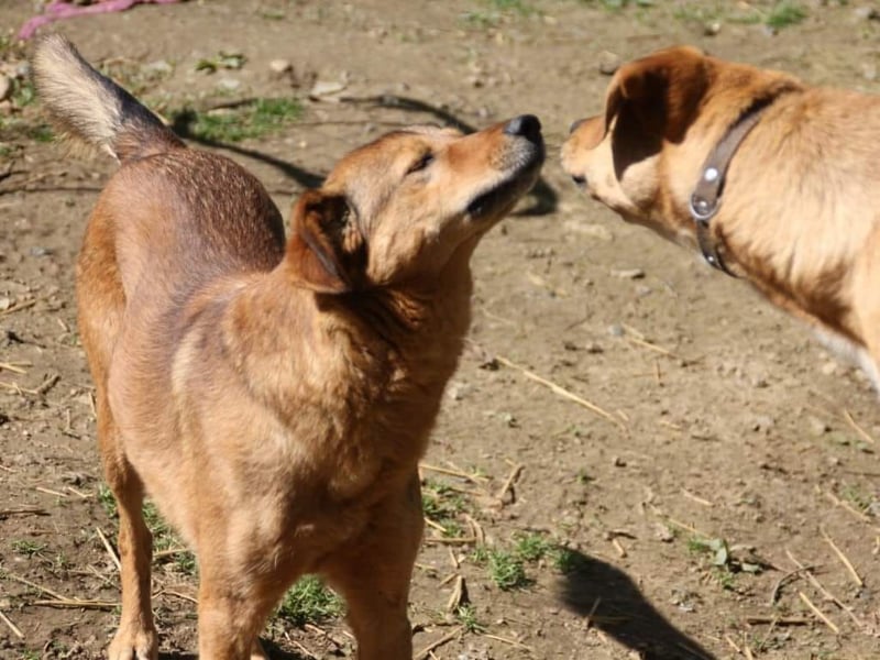 OPI OSCAR - bist du sein Herzensmensch ?