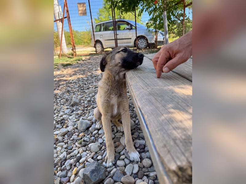 Zuckersüße JOSEPHINE bezaubert durch ihre fröhliche Art