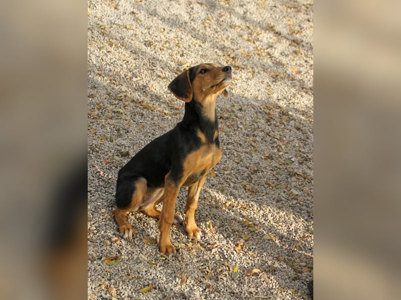 Sanfte und verschmuste FUTURE sucht ihr Kuschelkörbchen für Immer