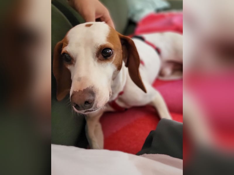 Schmusehund FICO möchte auf seiner PS in Erlangen von dir besucht werden! Komm vorbei!