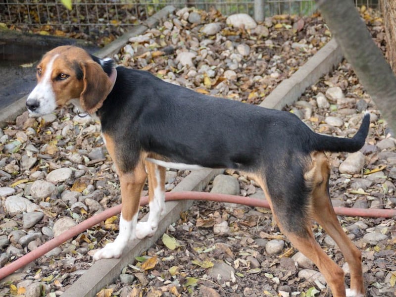 wunderschöne OFELIA, jung, schlau, friedlich