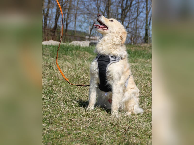 Bezaubernder MAXIM wäre gerne ein geliebtes Familienmitglied