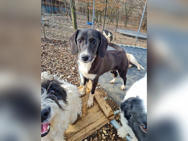 Aufgepasst - hier ist die charmante Traumhündin FLAVIA